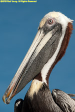 pelican closeup